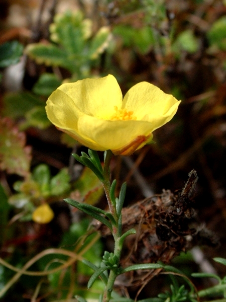 Fumana procumbens / Fumana comune